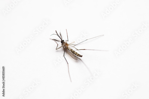 Short focus of Dead mosquito lie-down on white background. © aradaphotography