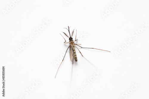 Short focus of Dead mosquito lie-down on white background. © aradaphotography