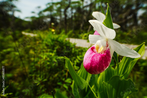 Fototapeta Naklejka Na Ścianę i Meble -  Lady-slipper Orchid in the Forest