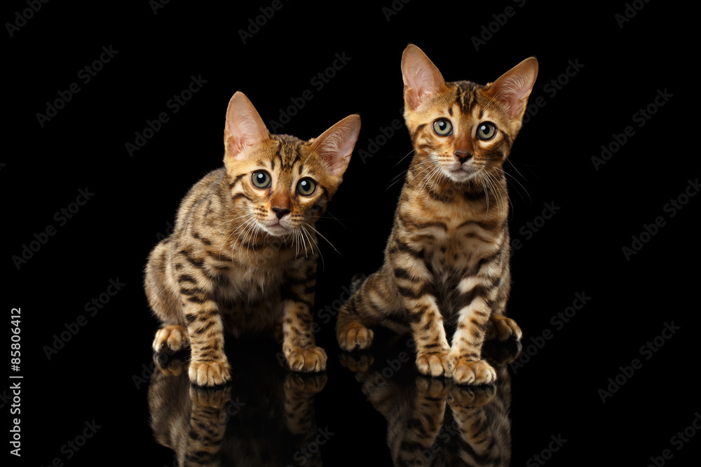 Two Bengal Kitty Looking in Camera on Black