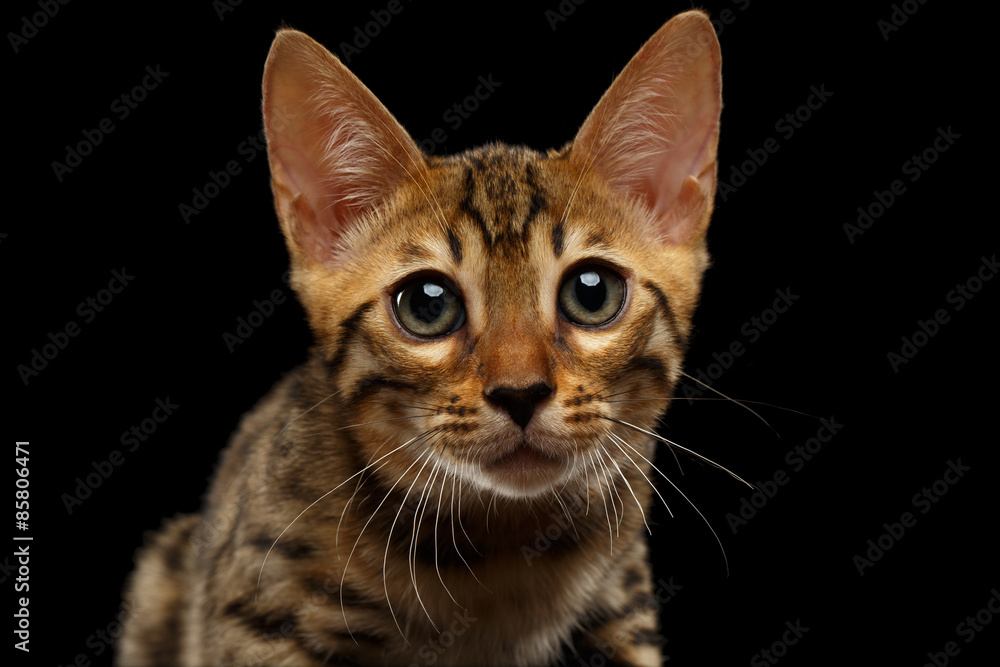 Obraz premium Closeup Bengal Kitty Looking in Camera on Black