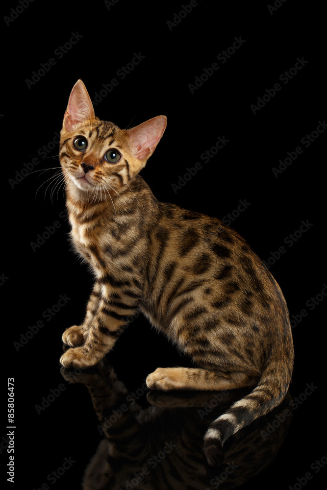Bengal Kitty Sits and Looking Up on Black Bengal Kitty Sits and Looking Up on Black