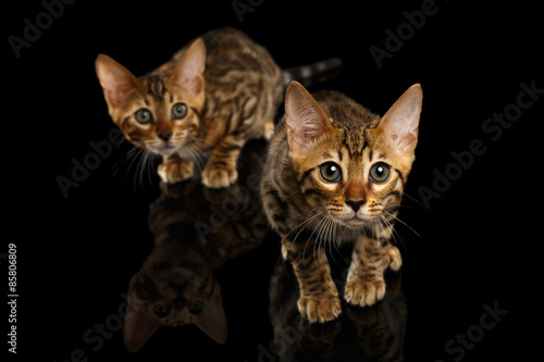 Fototapeta Naklejka Na Ścianę i Meble -  Two Bengal Kitty Looking in Camera on Black