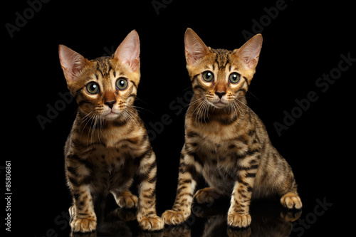 Two Bengal Kitty Looking in Camera on Black © seregraff