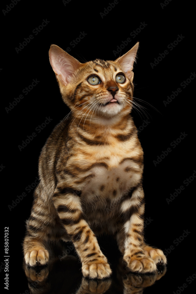 Bengal Kitty Sits and Looking Up dumbfounded on Black Bengal Kitty Sits and Looking Up dumbfounded on Black