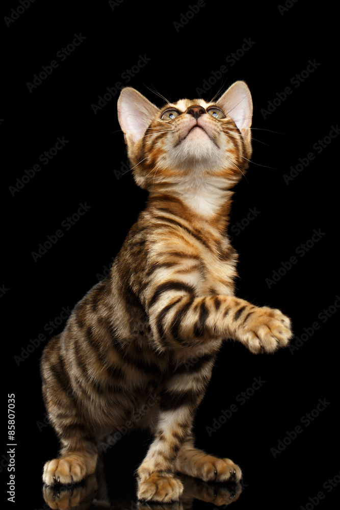 Bengal Kitty Sits and Raising Up Paw on Black