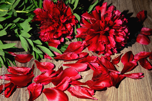 Background red flower petals