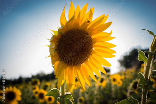 Sunflower summer photo