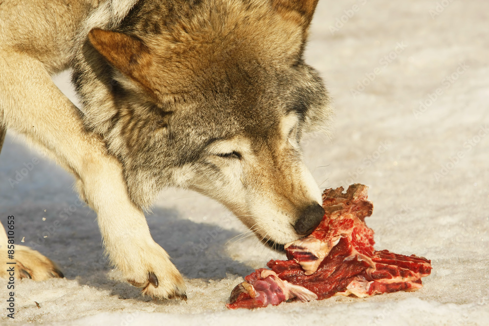 Fototapeta premium wolf eats meat