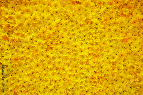 carpet of flowers