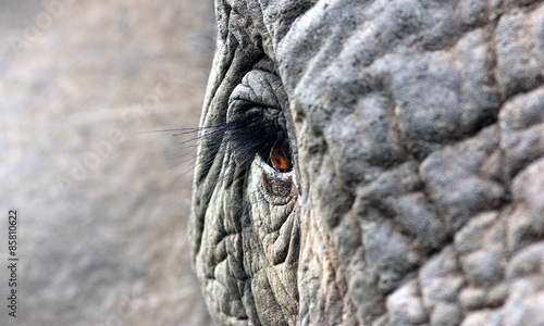 A close up photo of a elephants eye, eyelashes, wrinkles and face. Taken in South Africa. 