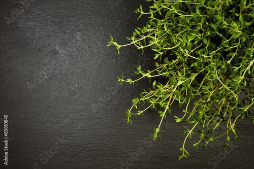 Potted thyme plant on slate with copyspace