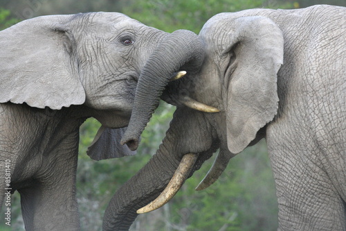 Two elephant bulls trunk wrestle and fight for hierarchy within the elephant herd. South Africa 