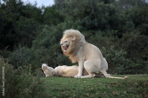 Two white lions mating in this amazing image.