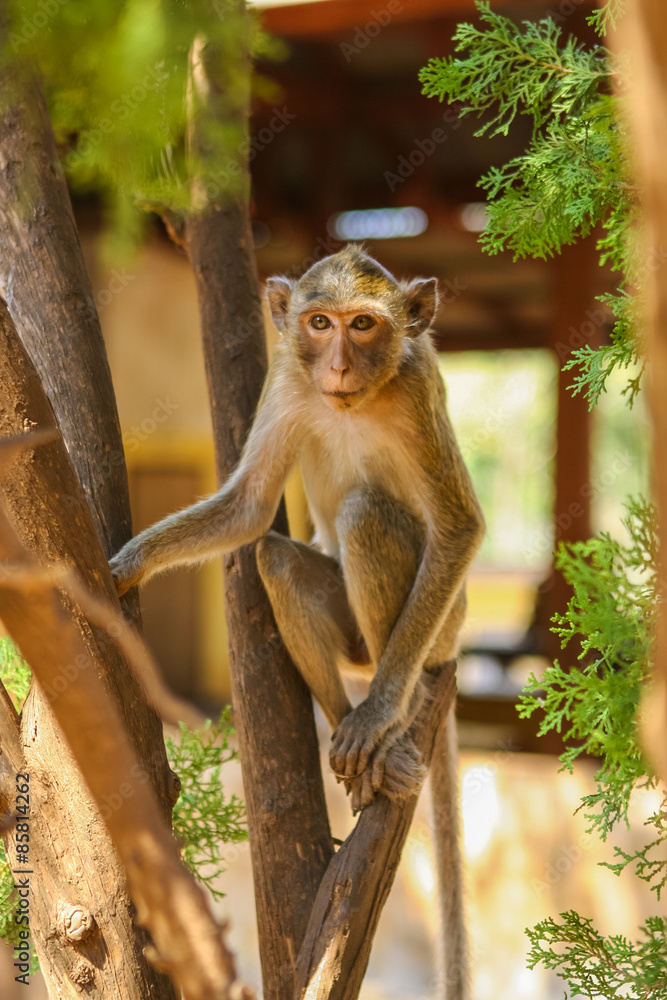 Obraz premium Monkey on the tree