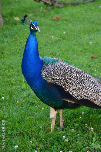 Blue Male Peacock