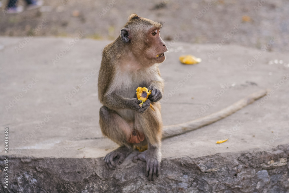 Fototapeta premium Monkey eats banana.