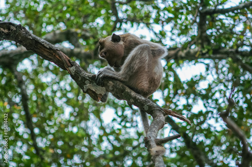 Monkey on the tree