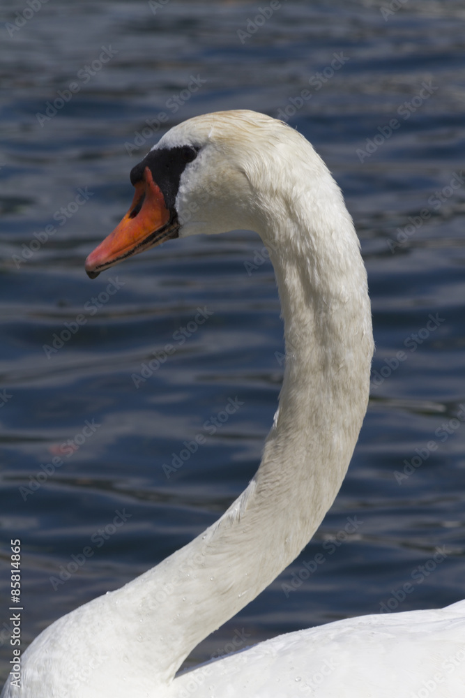 swan on lake swan on lake