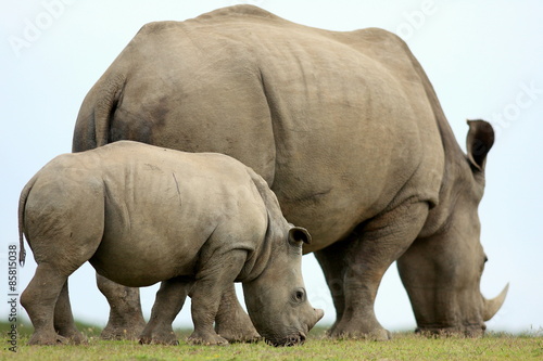 A close up of a female rhino   rhinoceros and her calf. Showing off her beautiful horn. Protecting her calf. South Africa