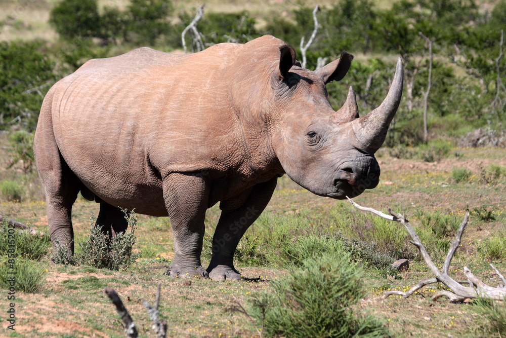 Fototapeta premium A white rhino / rhinoceros grazing in an open field in South Africa