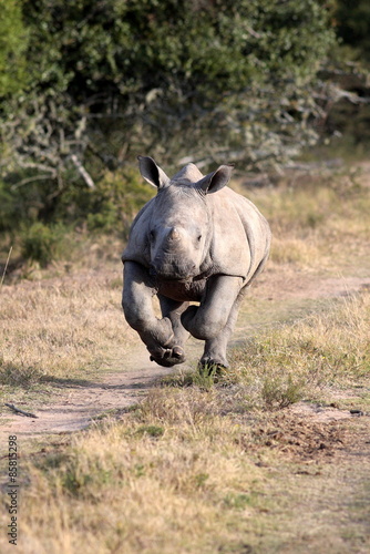 A white rhino / rhinoceros calf on the charge and having a run in this lovely portrait image. South Africa.