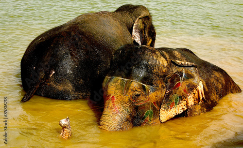 Feast of elephants in India, rajastha , jaipur