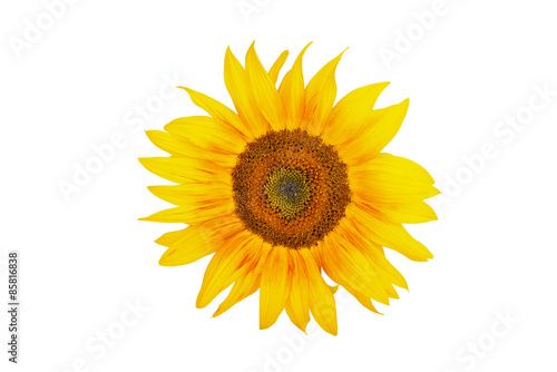  .The sunflowers