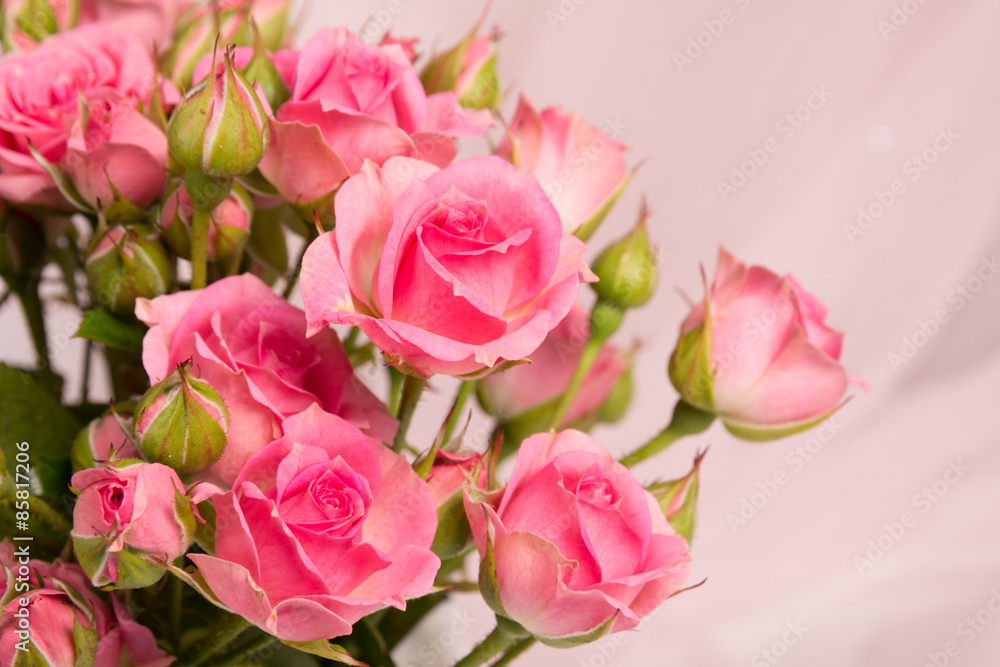 Fresh pink rose