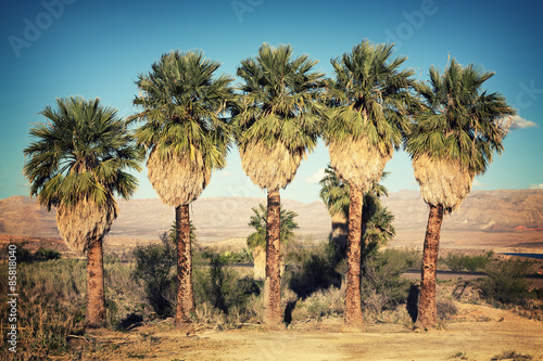 Palm trees retro