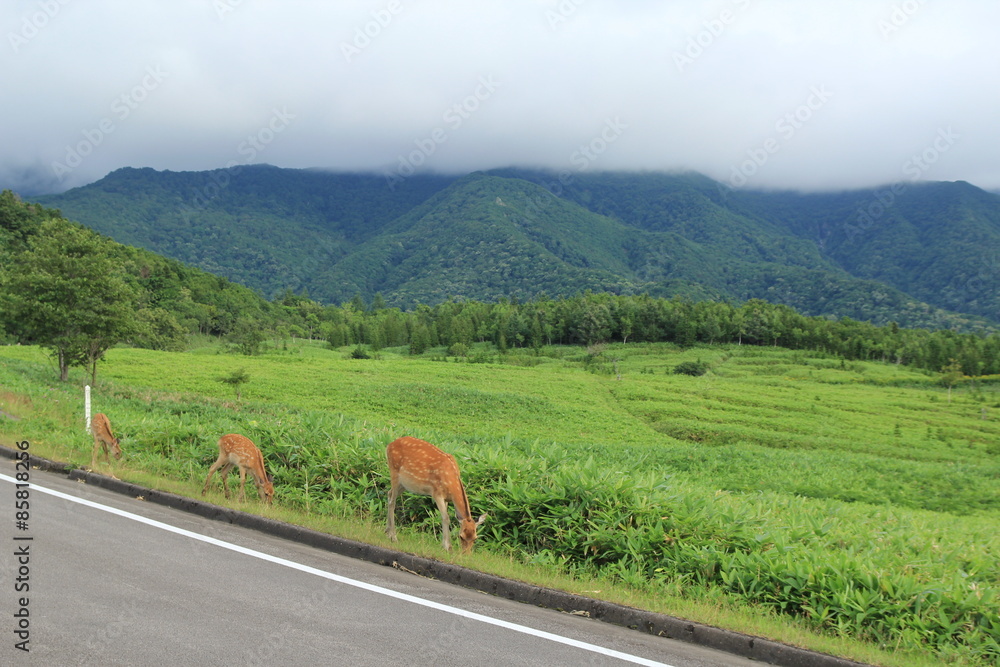 Fototapeta premium 知床で野生の鹿と遭遇