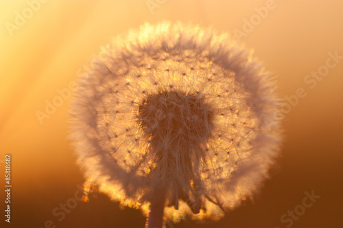 Mniszek lekarski  Taraxacum officinale