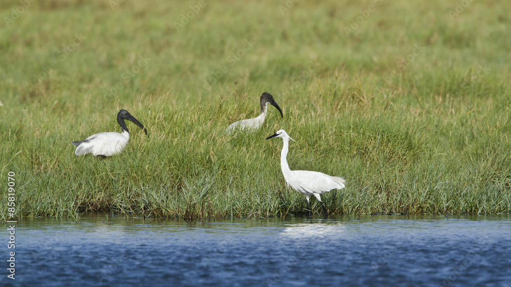 Little egret.and Black-headed Ibis in Pottuvil, Sri Lanka Little egret.and Black-headed Ibis in Pottuvil, Sri Lanka