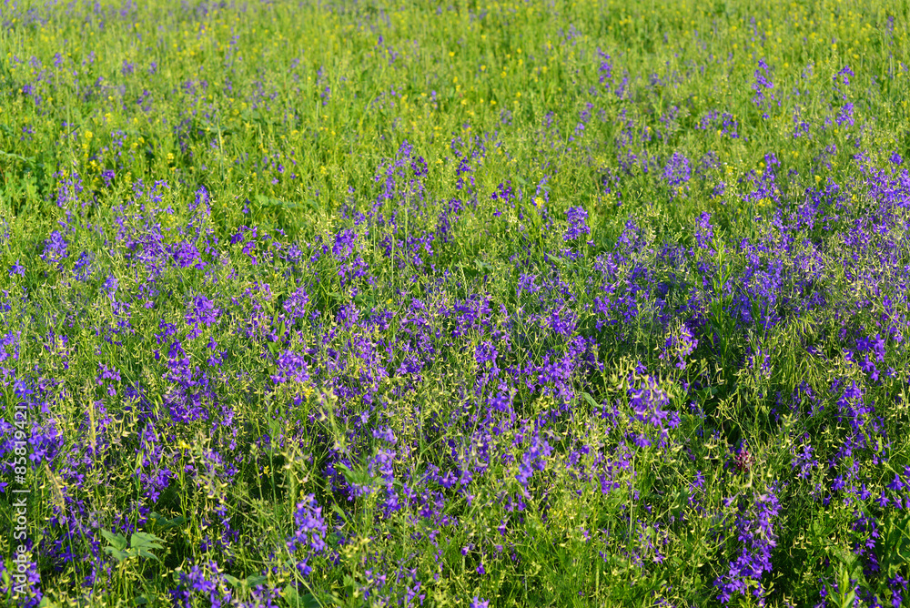 Blue wildflowers at  meadow in summer