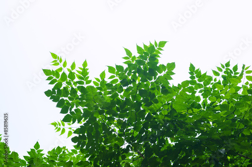 Branch of tree on white background
