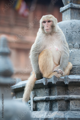 Monkey at swayambhunath monastery, Nepal