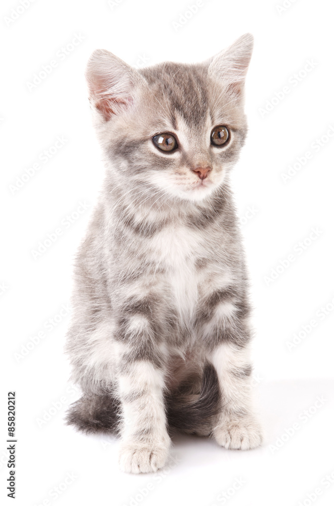 Pet Pet