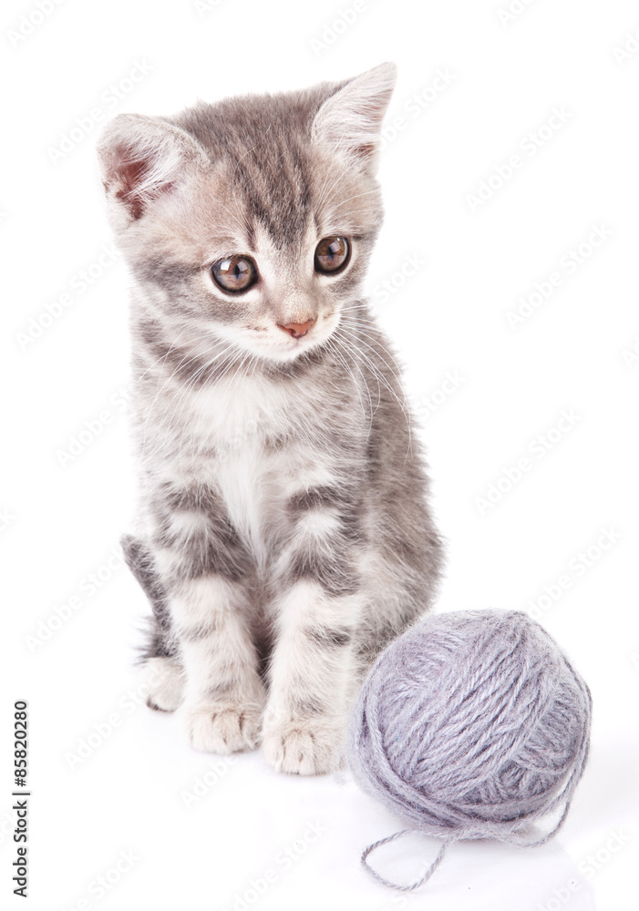 Fototapeta premium gray kitten with a ball