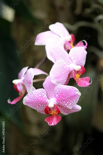Fototapeta Naklejka Na Ścianę i Meble -  Storczyki - storczyk (Orchis - Orchidaceae) – byliny