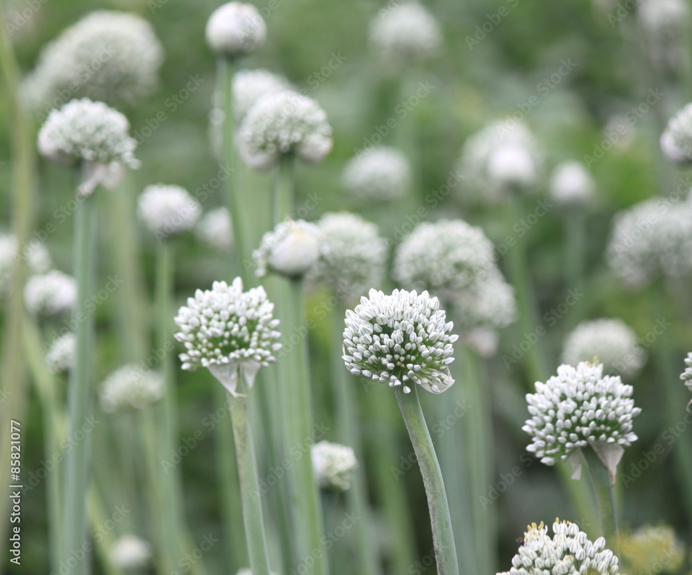 Close view of onion flower stalks Close view of onion flower stalks