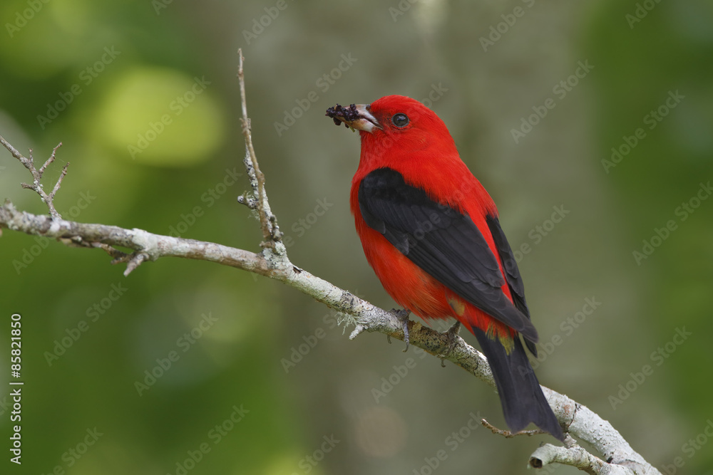 Male Scarlet Tanager (Piranga olivacea) eating mulberries during a migration stopover- High Island, Texas