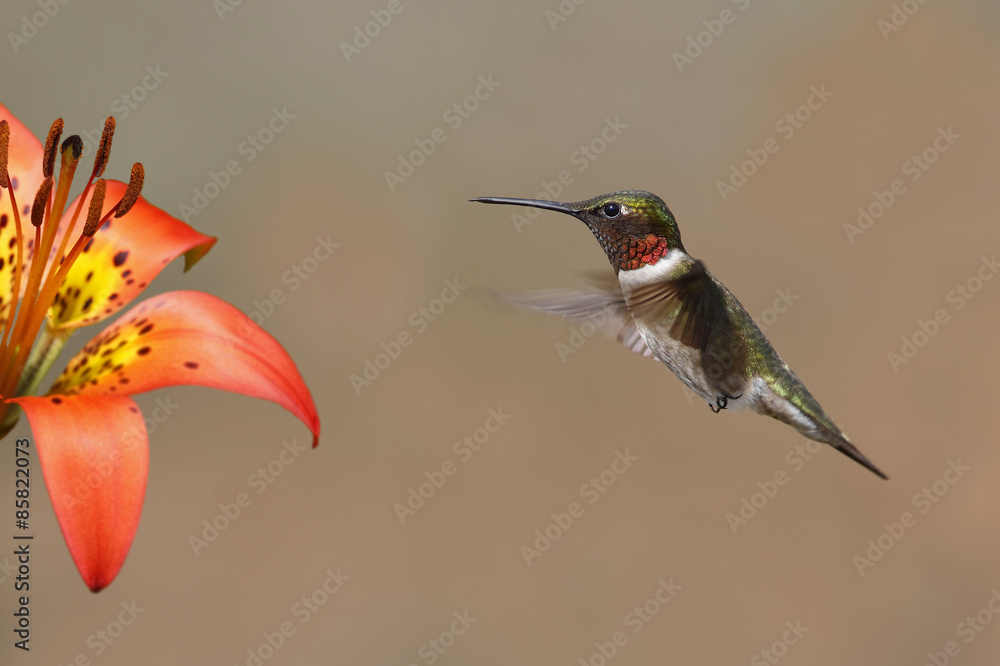 Fototapeta premium Ruby-throated Hummingbird Hovering Next to a Wood Lily - Grand Bend, Ontario, Canada