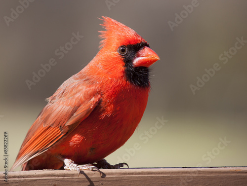 Male cardinal on a wood rail © Guy Sagi