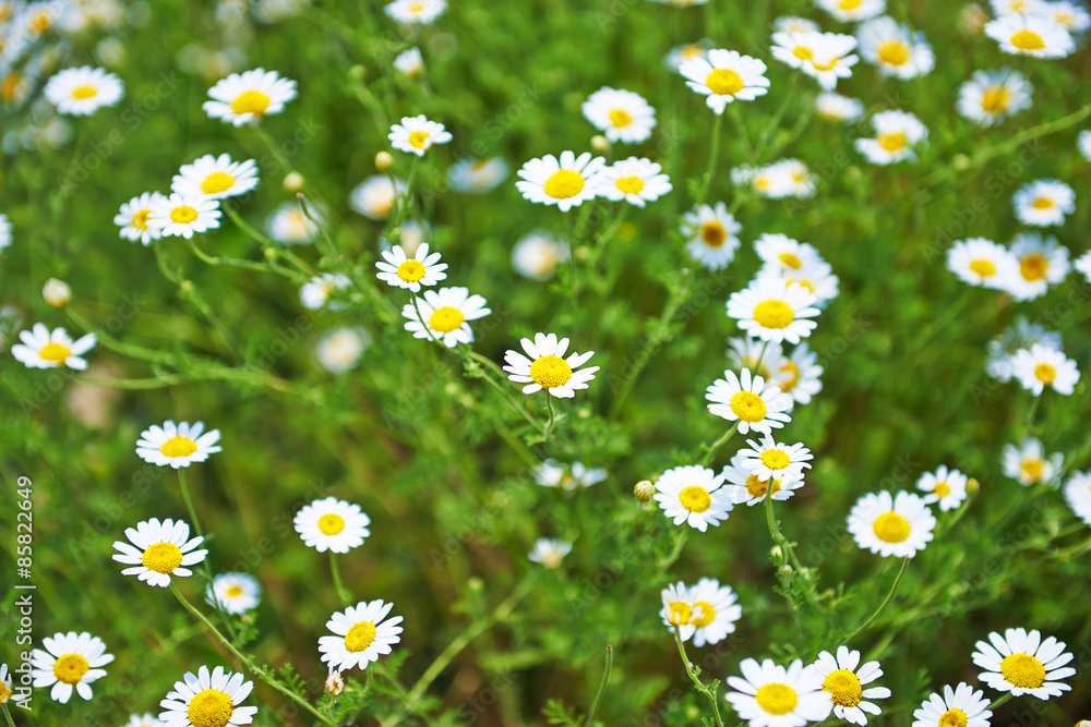 Fototapeta premium Green grass and chamomiles in the nature