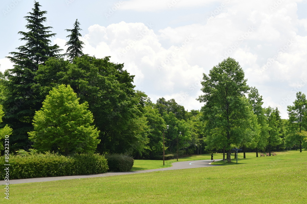 Obraz premium 公園の森