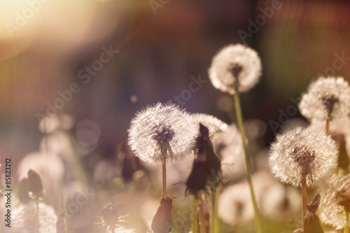 Fototapeta Naklejka Na Ścianę i Meble -  Soft focus on dandelion seeds