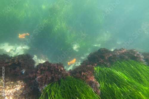 Underwater California Sea Grass and Garibaldi Fish photo