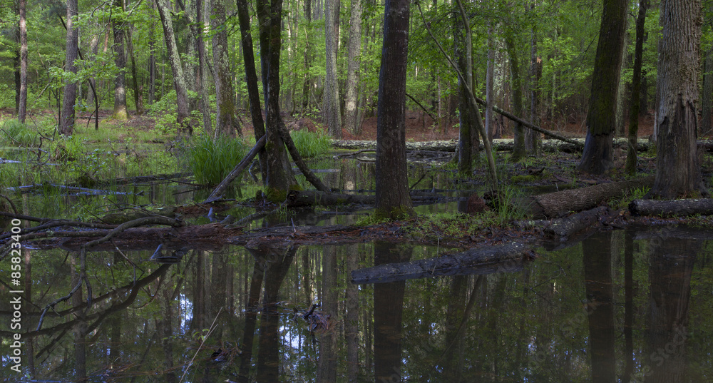 Swampy forest