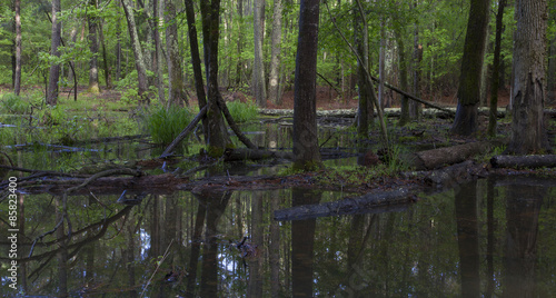 Swampy forest © Guy Sagi