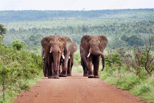 Walk of the giants